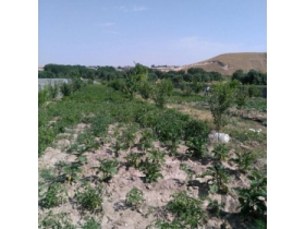 بستان آباد فروش باغ موسی قیه