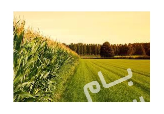 محمودآباد فروش زمین خط دریا