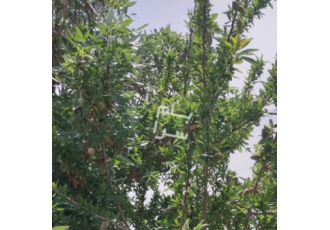 نظرآباد فروش باغ نظرآباد