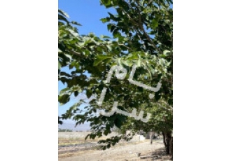 کرج فروش زمین چهارباغ