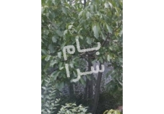 مشهد فروش باغ شاندیز